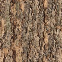 Photo High Resolution Seamless Tree Bark Texture 0001